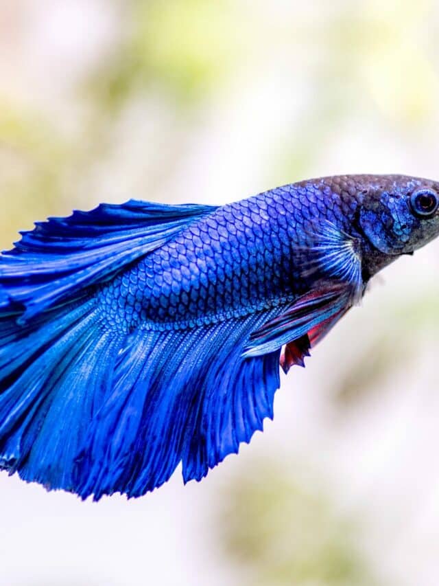 Let’s explore under water Fish and Insects